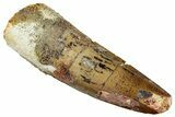 Fossil Spinosaurus Tooth - Real Dinosaur Tooth #327858-1